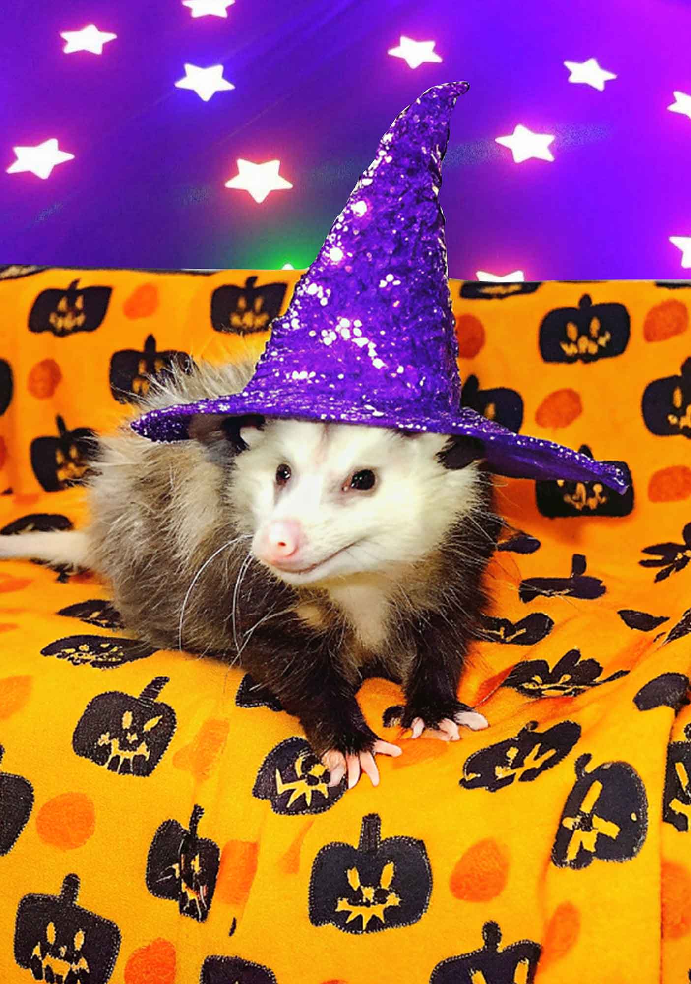 Halloween Sparkle Witch Ratz Y2K Mesh Long Sleeve Crop Top Cherrykitten - Image 2