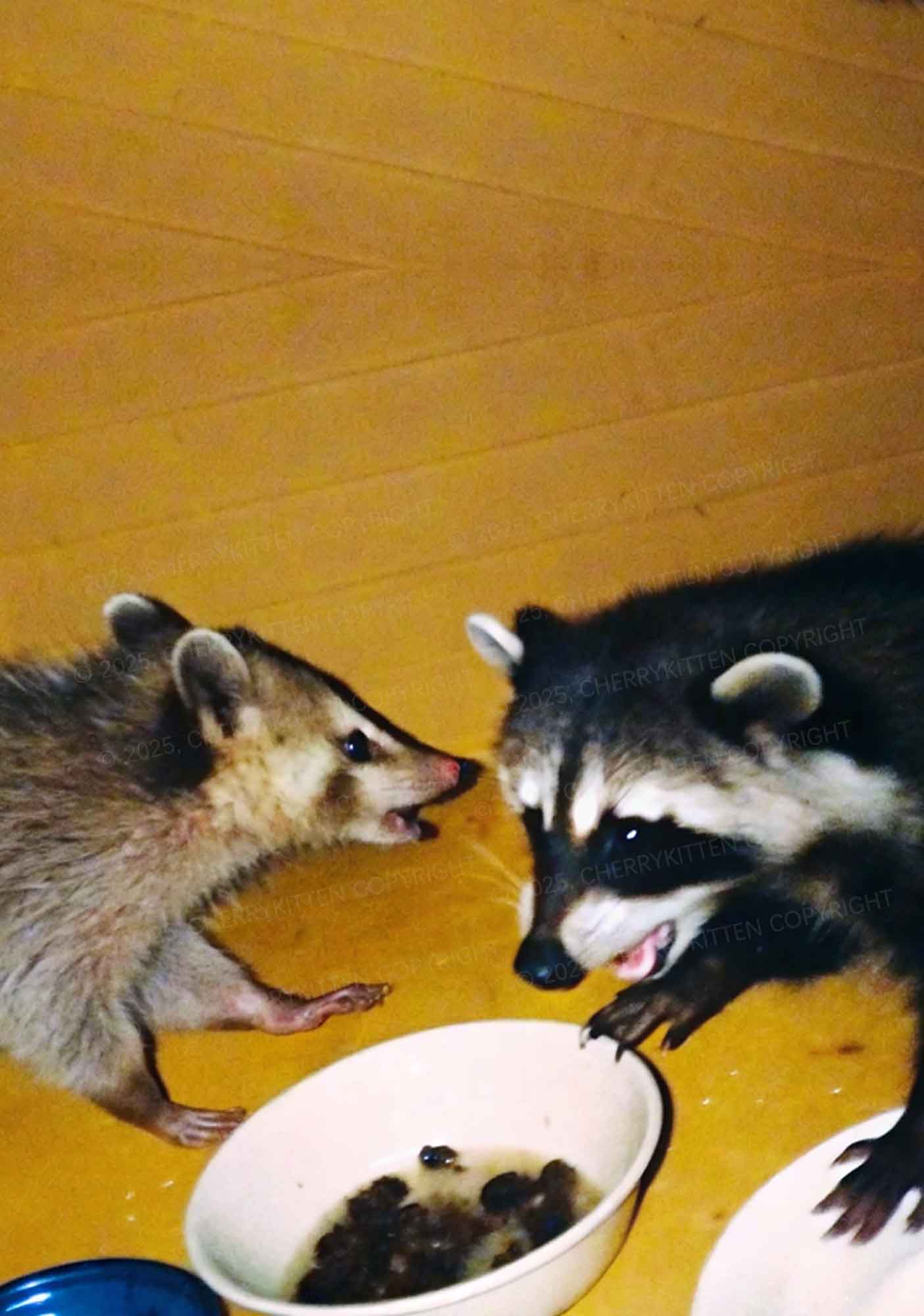 Raccoon Meal Y2K Mesh Crop Top Cherrykitten - Image 2