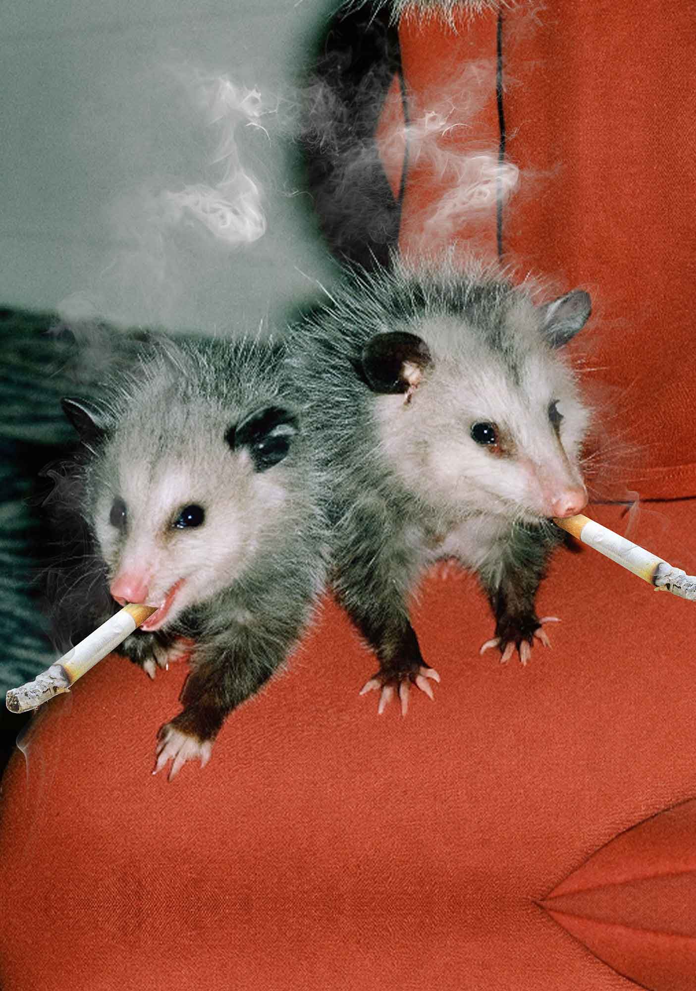 Smoking Badass Possum Y2K Mesh Crop Top Cherrykitten - Image 2